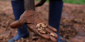 تقرير يحذر من أزمة شوكولاتة في أوروبا بسبب الانهيار المناخي