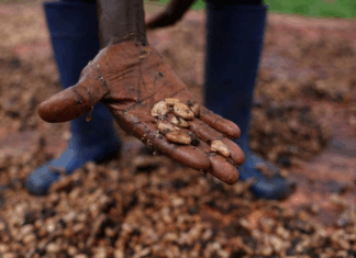 تقرير يحذر من أزمة شوكولاتة في أوروبا بسبب الانهيار المناخي