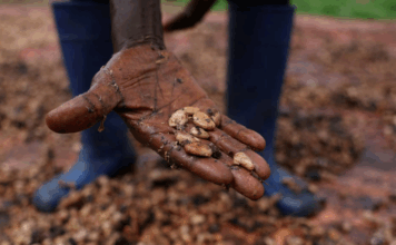 تقرير يحذر من أزمة شوكولاتة في أوروبا بسبب الانهيار المناخي