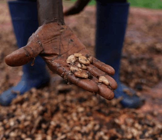 تقرير يحذر من أزمة شوكولاتة في أوروبا بسبب الانهيار المناخي