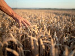 التوازن المعقد للزراعة.. إطعام العالم دون الإضرار بالطبيعة