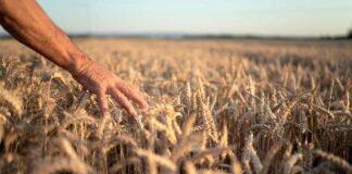 التوازن المعقد للزراعة.. إطعام العالم دون الإضرار بالطبيعة