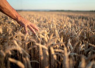 التوازن المعقد للزراعة.. إطعام العالم دون الإضرار بالطبيعة