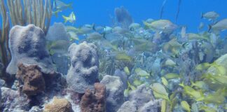 دراسة: ميكروبات مياه البحر أداة قوية لتشخيص صحة الشعاب المرجانية