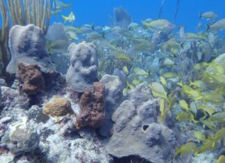 دراسة: ميكروبات مياه البحر أداة قوية لتشخيص صحة الشعاب المرجانية
