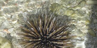 أعداد هائلة من قنافذ البحر تغزو الشعاب المرجانية في هاواي