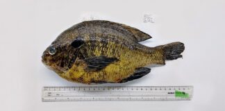 أسماك المياه العذبة في الولايات المتحدة تحمل طفيليات معدية للإنسان