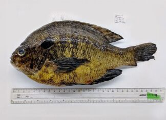 أسماك المياه العذبة في الولايات المتحدة تحمل طفيليات معدية للإنسان