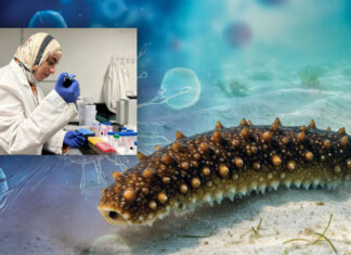 باحثة مصرية تقود دراسة حول علاج محتمل يوقف انتشار السرطان مستخلص من خيار البحر