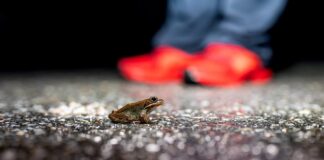 أنفاق مخصصة للبرمائيات تنقذ الملايين منها من حوادث الطرق