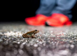 أنفاق مخصصة للبرمائيات تنقذ الملايين منها من حوادث الطرق