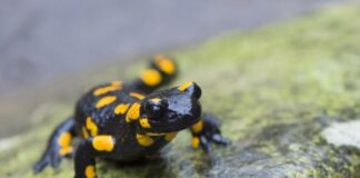 السمندل يواجه خطراً كبيراً مع ارتفاع درجات الحرارة