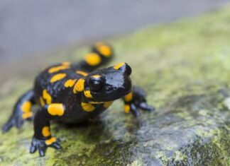 السمندل يواجه خطراً كبيراً مع ارتفاع درجات الحرارة