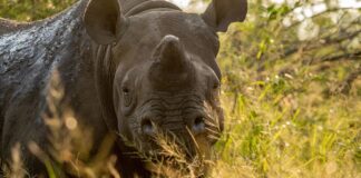 دراسة تكشف أن إزالة قرون وحيد القرن تقلل بشكل كبير من الصيد الجائر