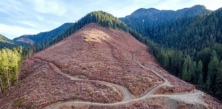 دراسة: قطع الأشجار قد يؤدي إلى فيضانات شديدة وقد لا يحدث ذلك