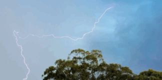 البرق يقضي على 320 مليون شجرة حول العالم سنوياً