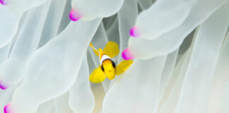 أسماك المهرج وشقائق النعمان البحرية تختفي بسبب تغير المناخ