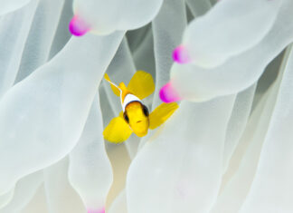 أسماك المهرج وشقائق النعمان البحرية تختفي بسبب تغير المناخ