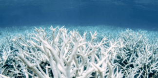 دراسة: الشعاب المرجانية قد تتكيف مع تغير المناخ
