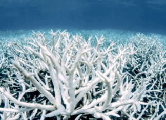 دراسة: الشعاب المرجانية قد تتكيف مع تغير المناخ