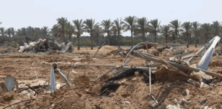 في غزة، 95% من الأراضي الزراعية في حالة خراب