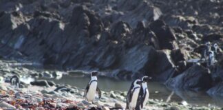 طيور البطريق المهددة بالانقراض تتنافس بشكل مباشر مع قوارب الصيد