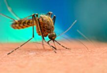 منظمة الصحة العالمية: زيادة الوفيات بسبب الملاريا في 2024