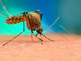 منظمة الصحة العالمية: زيادة الوفيات بسبب الملاريا في 2024