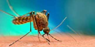 منظمة الصحة العالمية: زيادة الوفيات بسبب الملاريا في 2024
