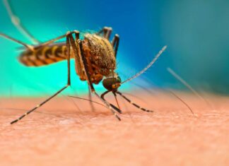 منظمة الصحة العالمية: زيادة الوفيات بسبب الملاريا في 2024