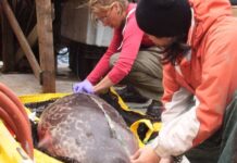 تغير المناخ والتلوث الكيميائي يشكلان معاً ضربة مزدوجة تهدد الفقمات القطبية