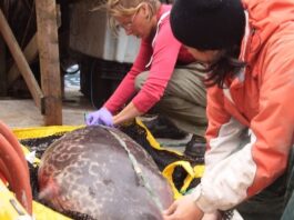 تغير المناخ والتلوث الكيميائي يشكلان معاً ضربة مزدوجة تهدد الفقمات القطبية