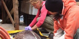 تغير المناخ والتلوث الكيميائي يشكلان معاً ضربة مزدوجة تهدد الفقمات القطبية