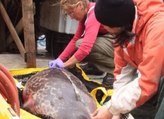 تغير المناخ والتلوث الكيميائي يشكلان معاً ضربة مزدوجة تهدد الفقمات القطبية