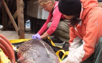 تغير المناخ والتلوث الكيميائي يشكلان معاً ضربة مزدوجة تهدد الفقمات القطبية