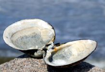 دراسة جديدة تقترح استخدام أصداف بلح البحر في صناعة “الجينز” كبديل صديق للبيئة