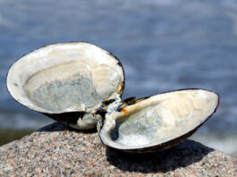 دراسة جديدة تقترح استخدام أصداف بلح البحر في صناعة “الجينز” كبديل صديق للبيئة