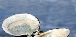 دراسة جديدة تقترح استخدام أصداف بلح البحر في صناعة “الجينز” كبديل صديق للبيئة