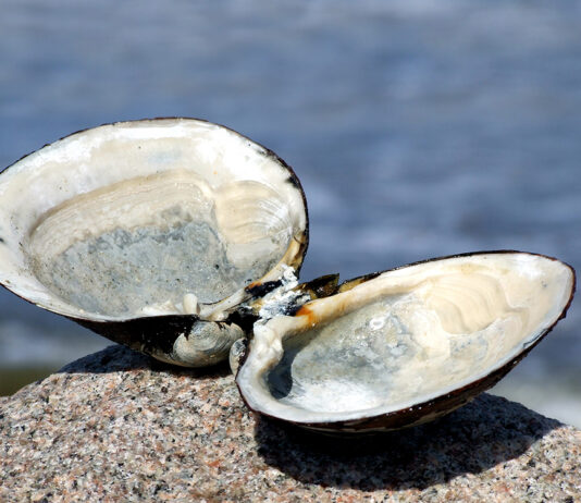 دراسة جديدة تقترح استخدام أصداف بلح البحر في صناعة “الجينز” كبديل صديق للبيئة