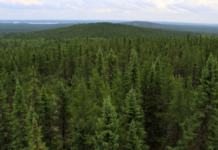 زراعة الأشجار بشكل استراتيجي تساهم في خفض انبعاثات الكربون بشكل ملحوظ