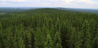 زراعة الأشجار بشكل استراتيجي تساهم في خفض انبعاثات الكربون بشكل ملحوظ