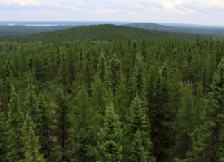 زراعة الأشجار بشكل استراتيجي تساهم في خفض انبعاثات الكربون بشكل ملحوظ