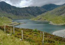 دراسة: إزالة الماشية من المراعي قد تُضعف تخزين الكربون طويل الأمد في التربة