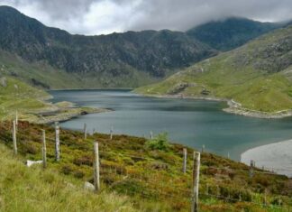 دراسة: إزالة الماشية من المراعي قد تُضعف تخزين الكربون طويل الأمد في التربة