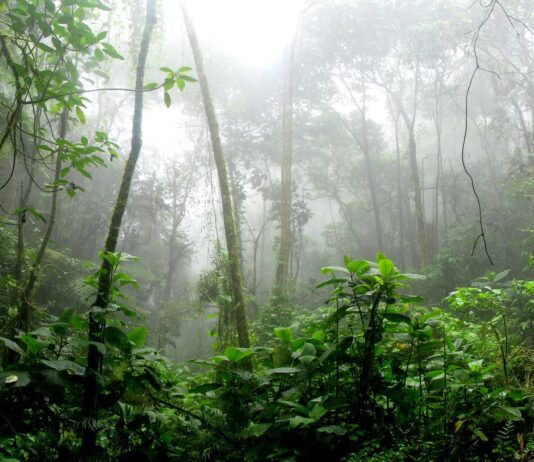 10 حقائق مذهلة عن الغابات المطيرة